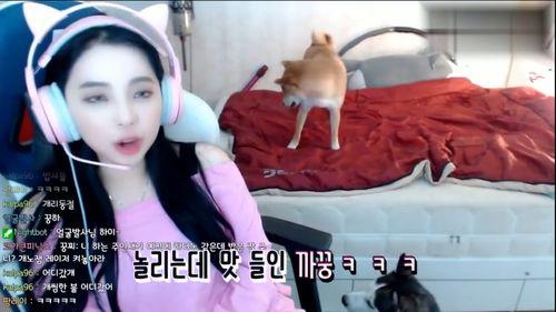 女主播玩狗,女主播与爱犬的欢乐互动时光