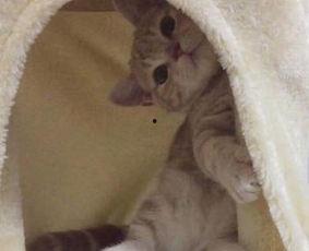 网红小猫miru,治愈系网红的奇幻之旅